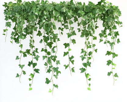Hedera Helix (green)