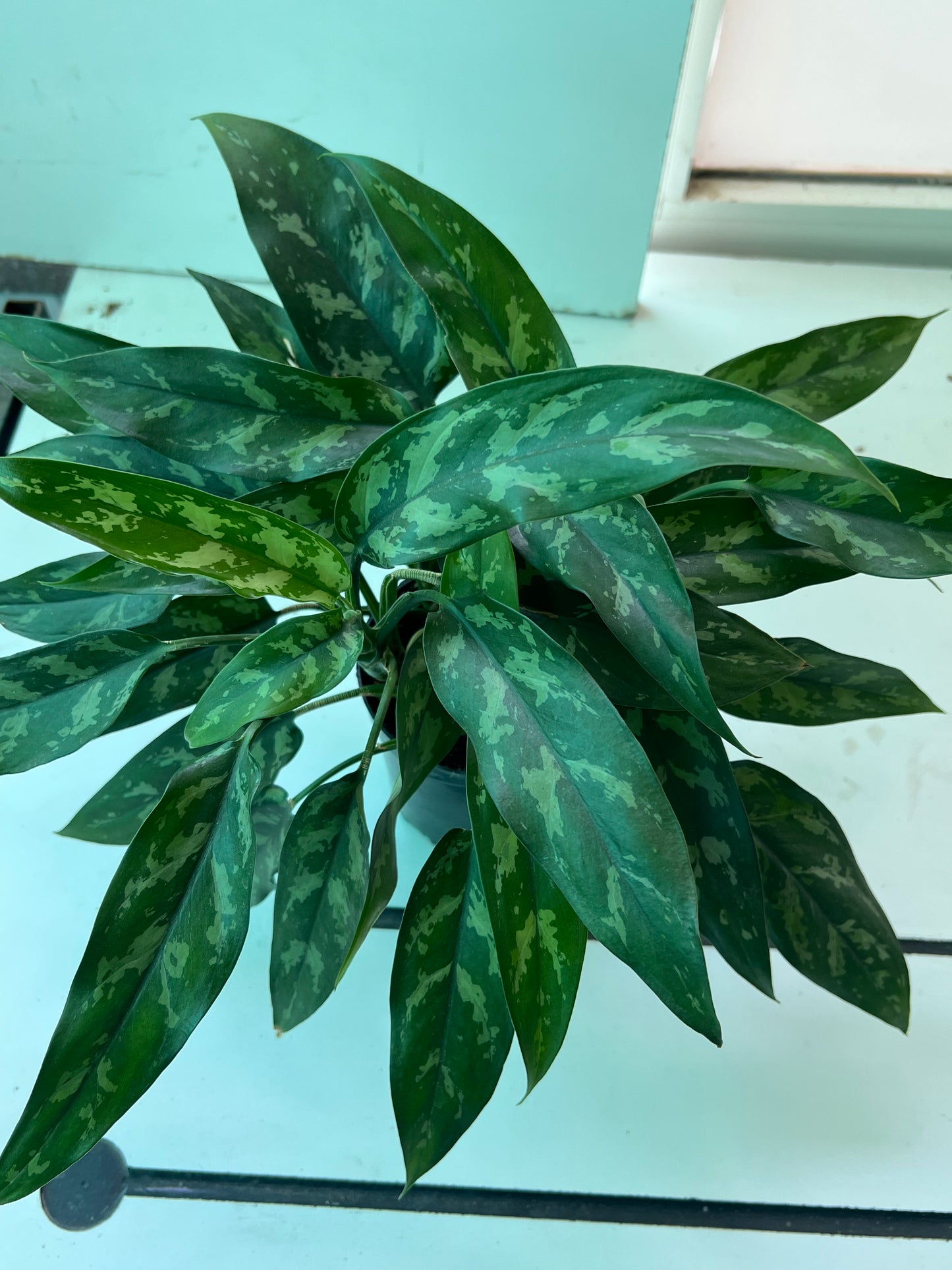 Aglaonema  (Maria)