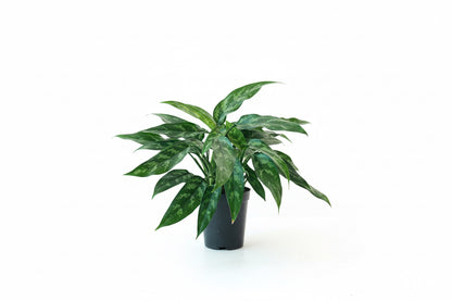 Aglaonema  (Maria)