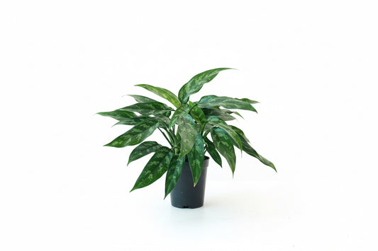 Aglaonema  (Maria)
