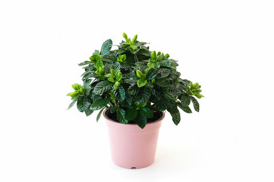 Gardenia(gardenia jasminoides)