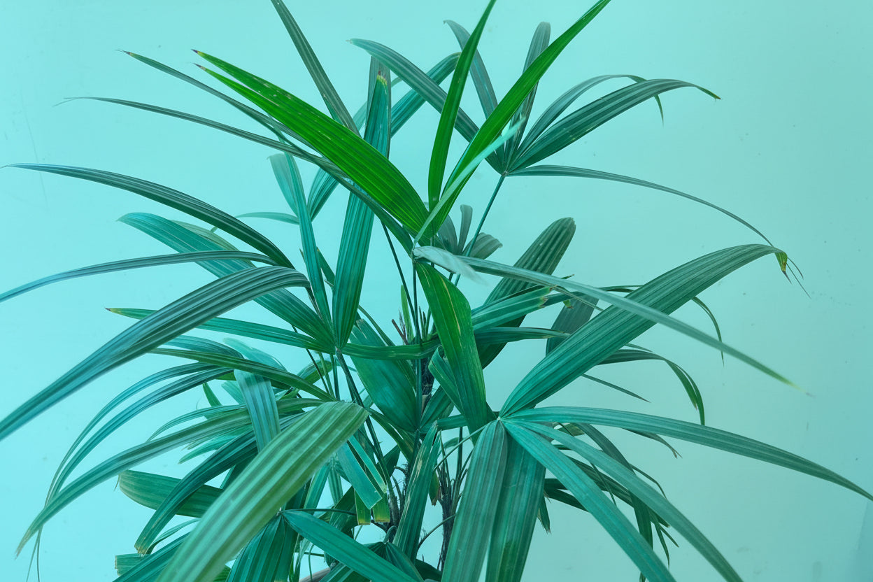 Rhapis palm