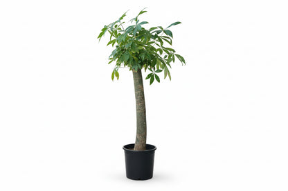 Pachira (single stem)