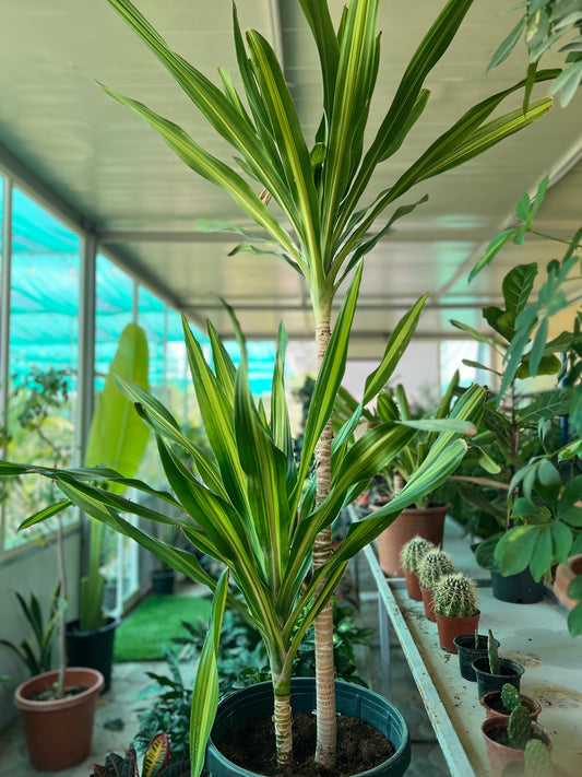 Dracaena fragrans