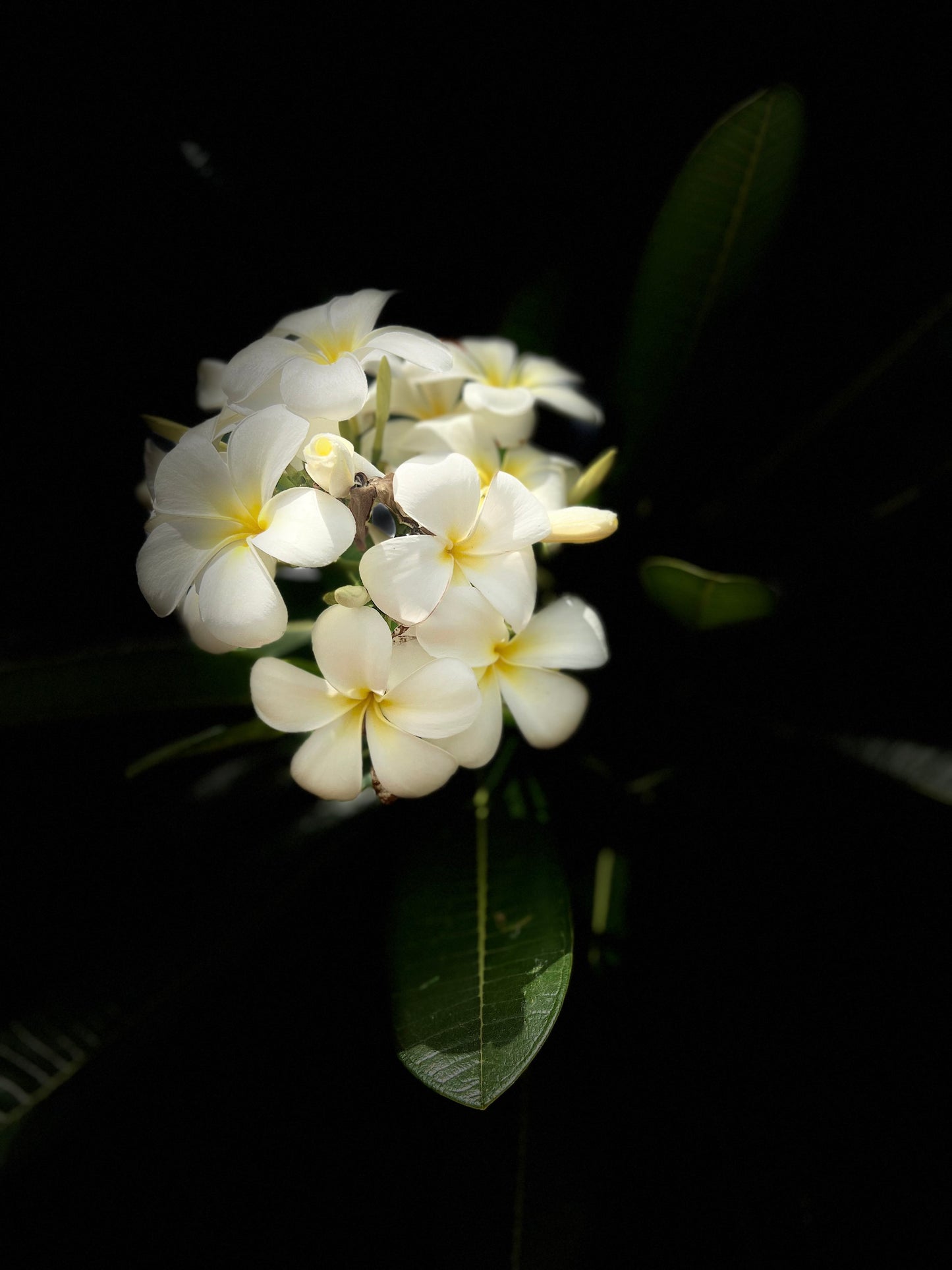 Plumeria