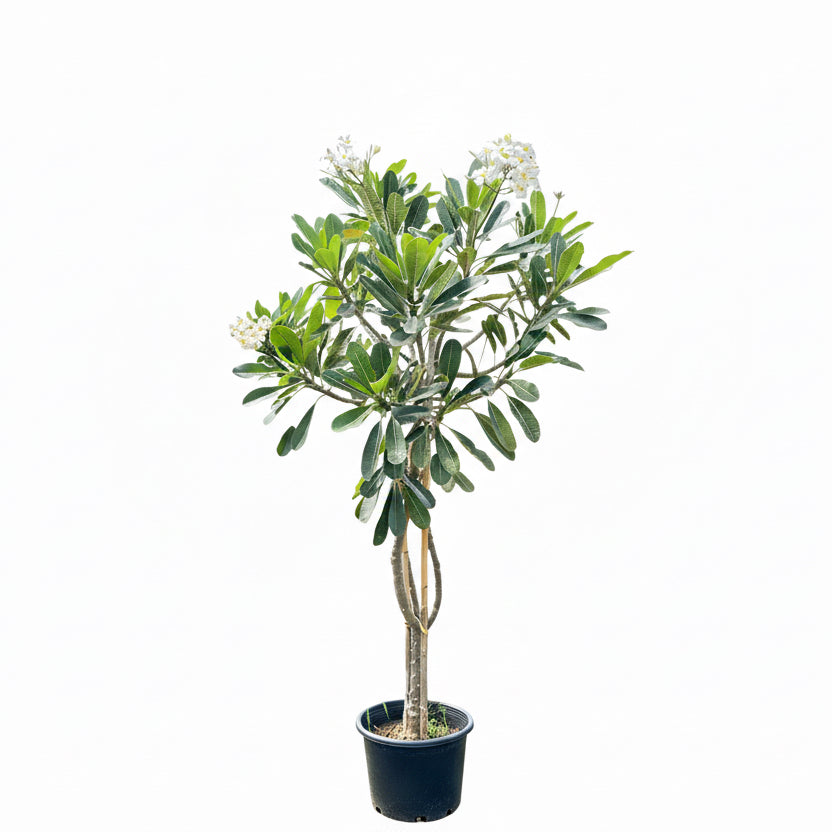 Plumeria