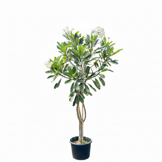 Plumeria