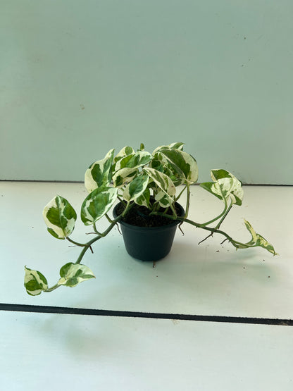 Pothos ( Epiremnm aureus )