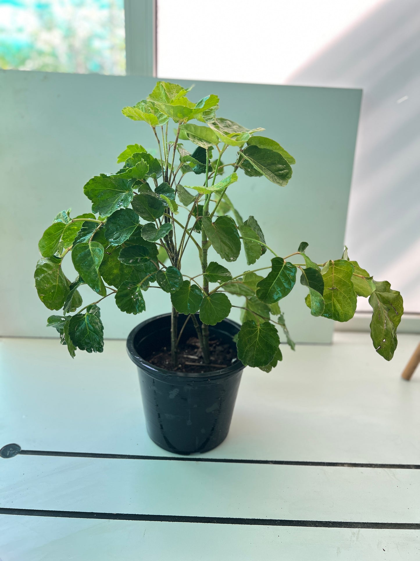 Polyscias Scutellaria (shield aralia)