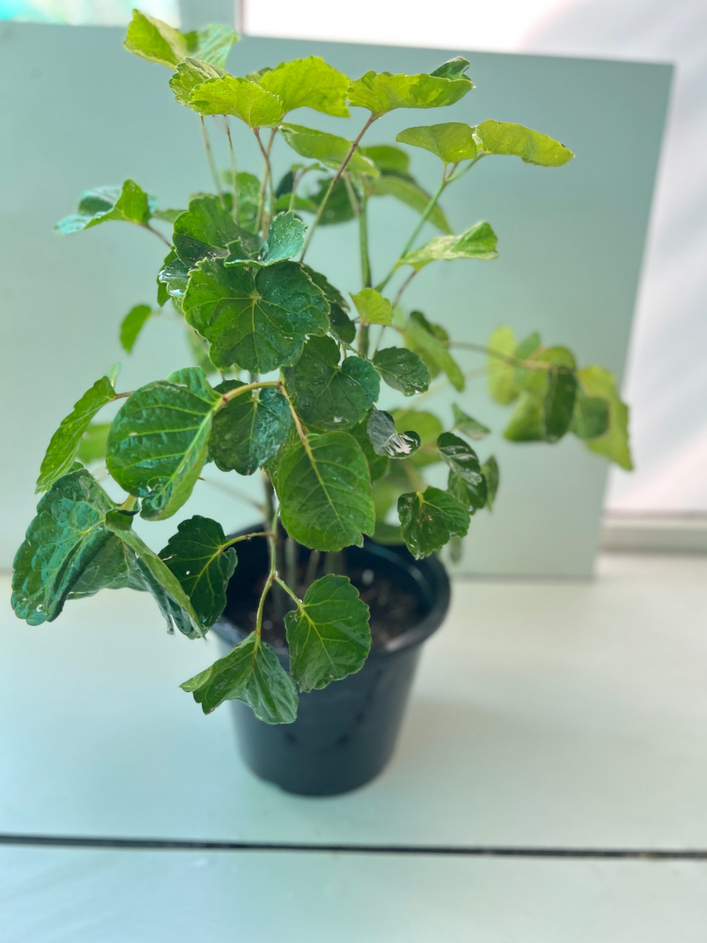 Polyscias Scutellaria (shield aralia)