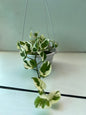 Pothos ( Epiremnm aureus )