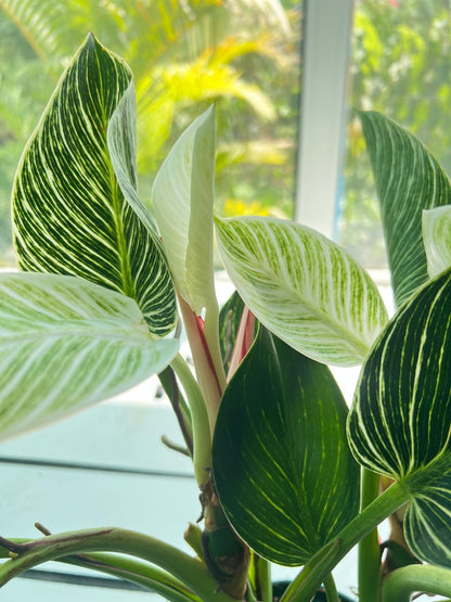 PHILODENDRON 'BIRKIN'