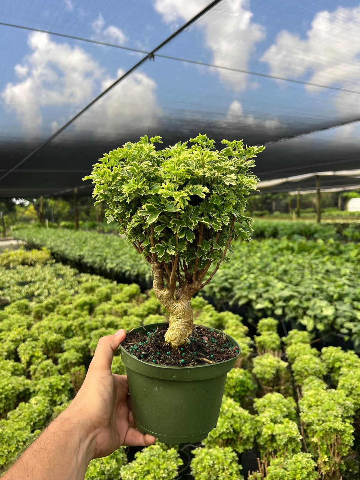 MING ARALIA green