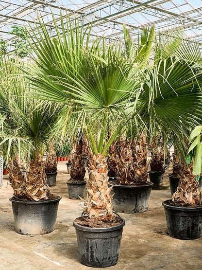 WASHINGTONIA PALM