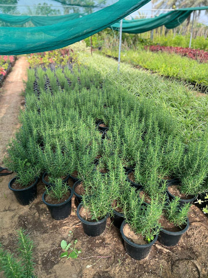 ROSEMARY