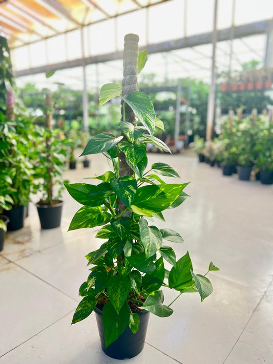 GOLDEN POTHOS