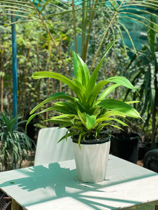 PANDANUS DIBIUS
