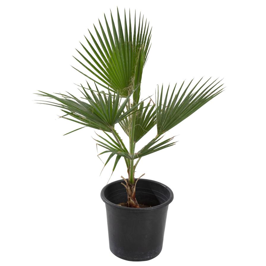 WASHINGTONIA PALM