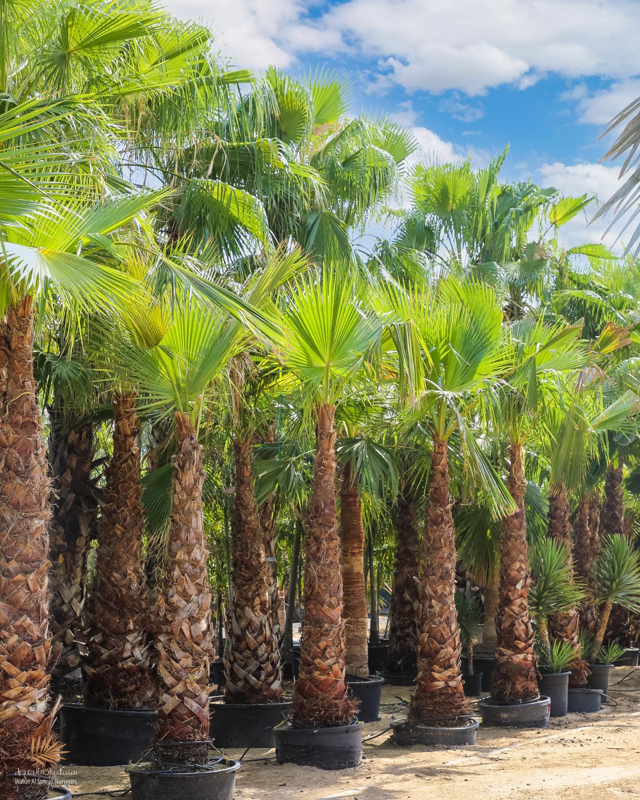 WASHINGTONIA PALM