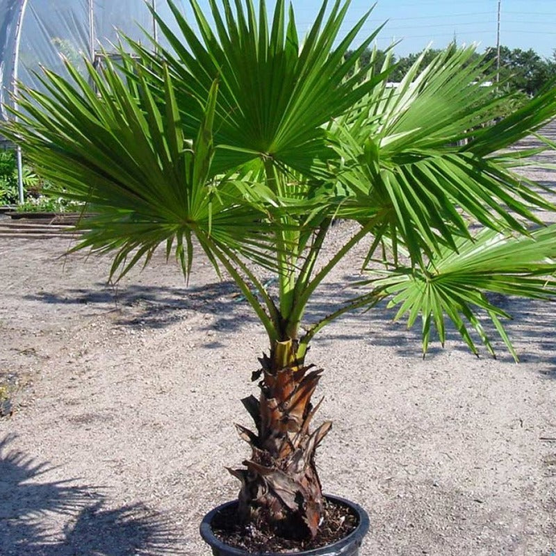 WASHINGTONIA PALM