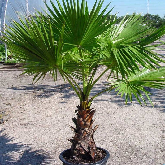 WASHINGTONIA PALM