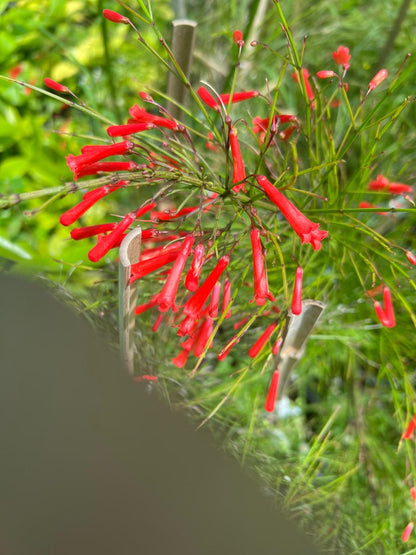 FOUNTAINBUSH