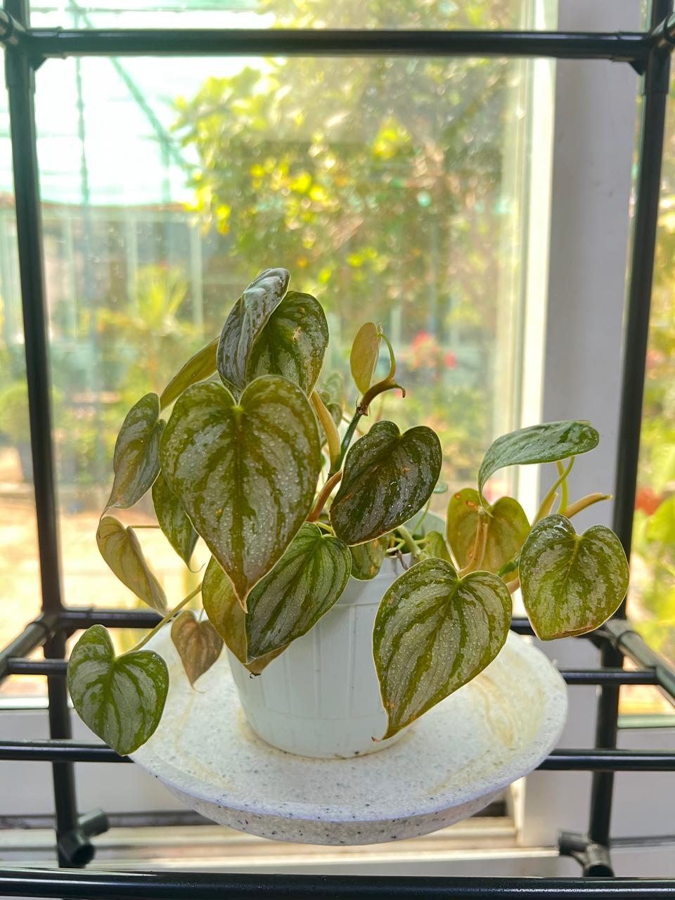 PHILDENDRON BRANDTIANUM,( SILVER LEAF)