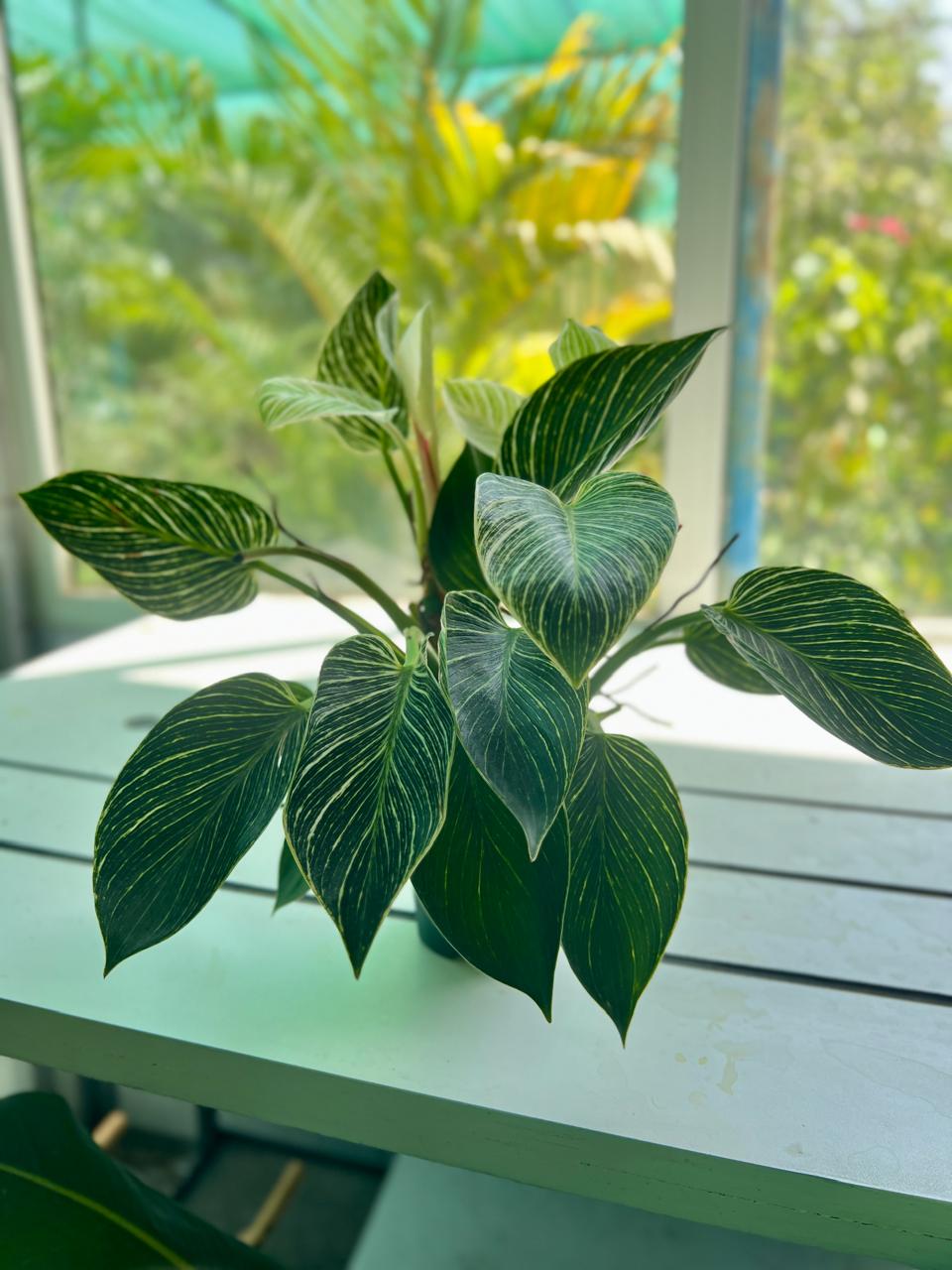 PHILODENDRON 'BIRKIN'