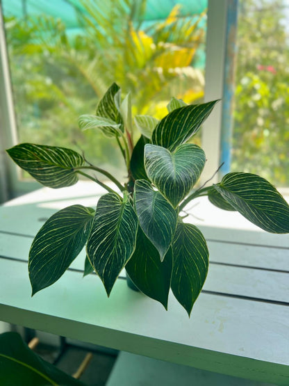 PHILODENDRON 'BIRKIN'