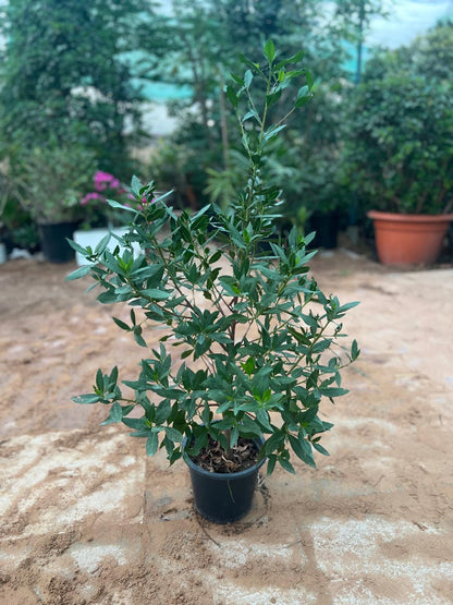 GREEN DAMAS {Conocarpus Lancifolius}