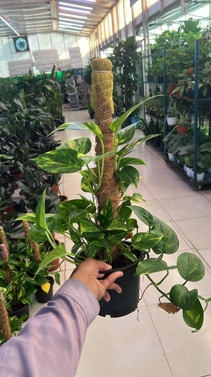 GOLDEN POTHOS