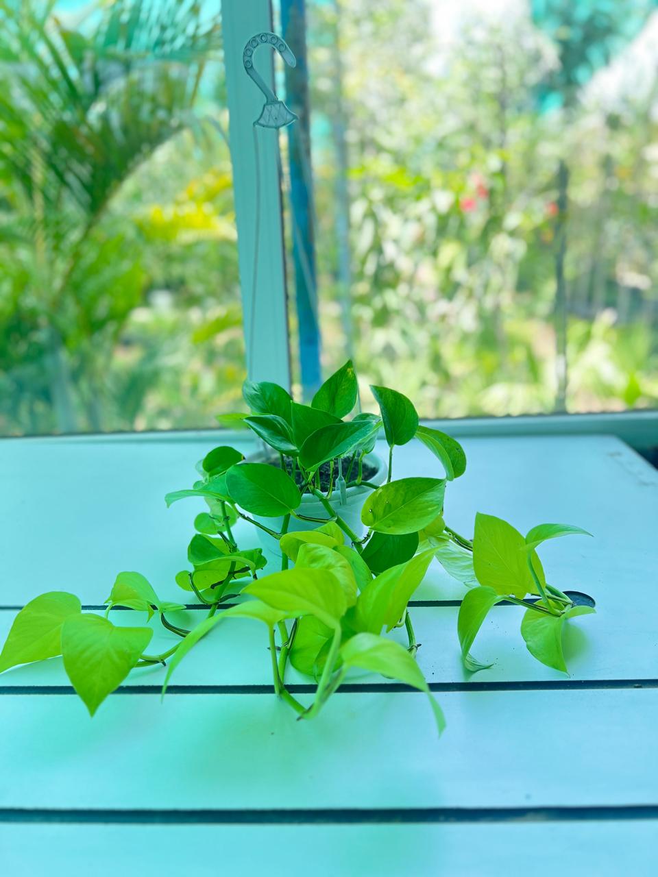 NEON POTHOS