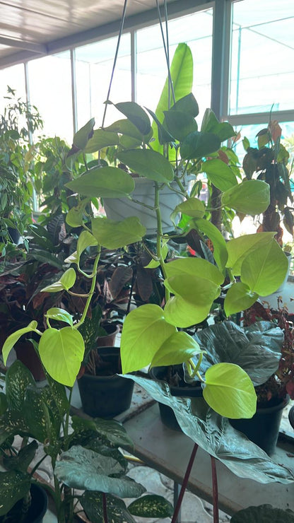 NEON POTHOS