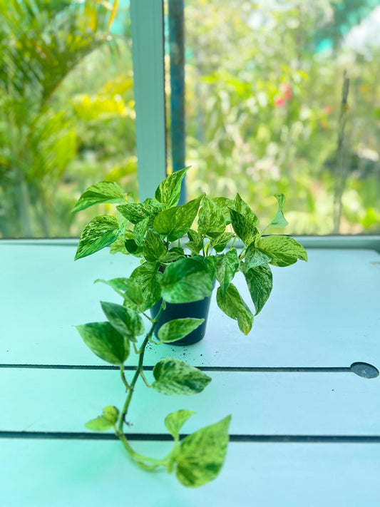 MARBLE QUEEN POTHOS