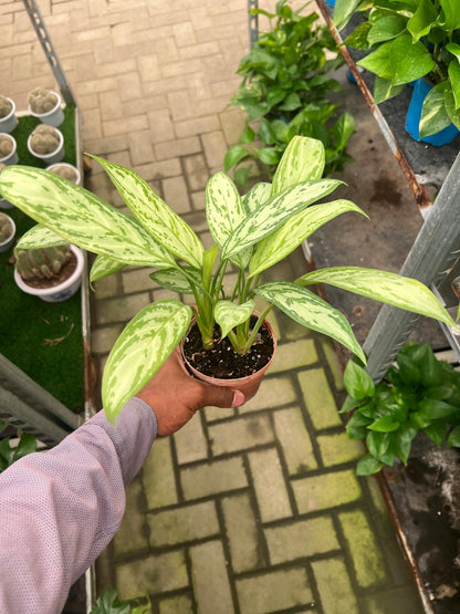AGLAONEMA SILVER QUEEN