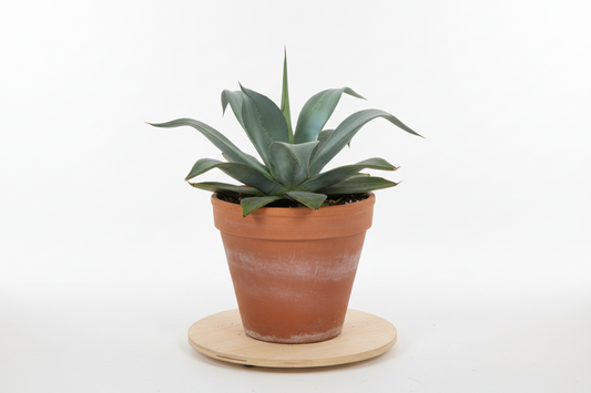 Agave Desmettiana