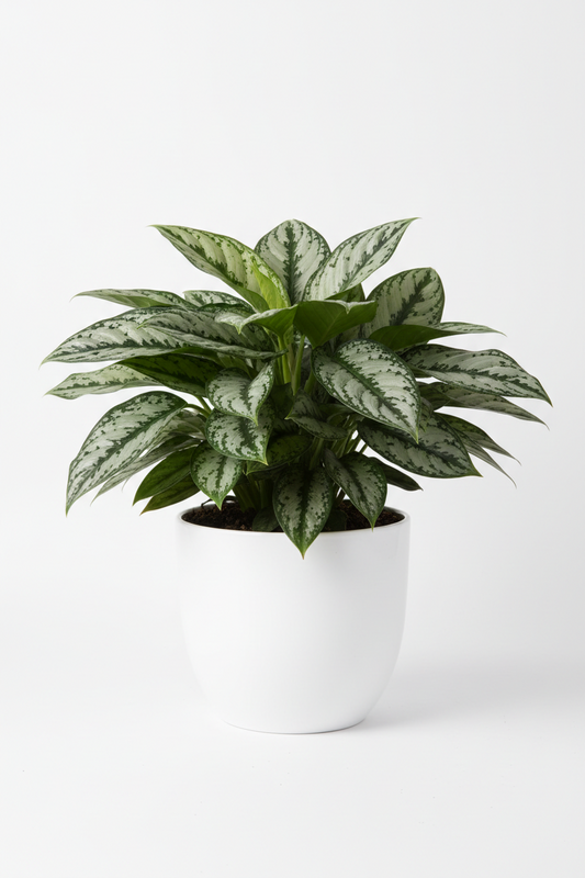 AGLAONEMA SILVER QUEEN