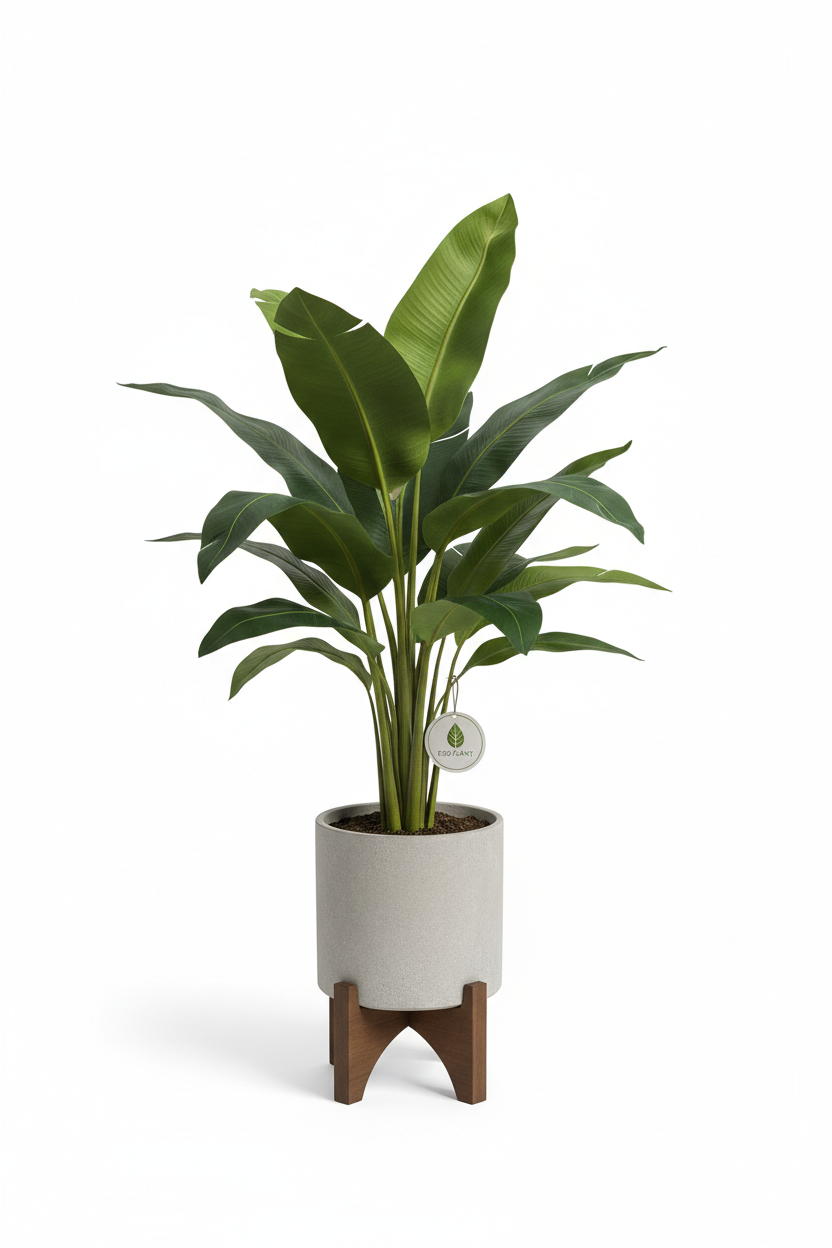 BANANA TREE