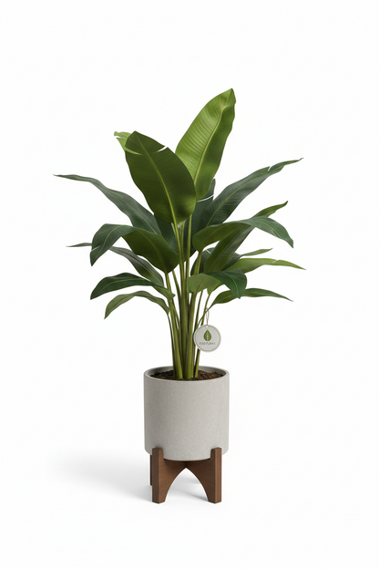 BANANA TREE