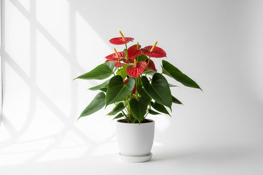 Anthurium