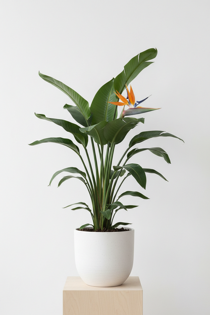 BIRD OF PARADISE