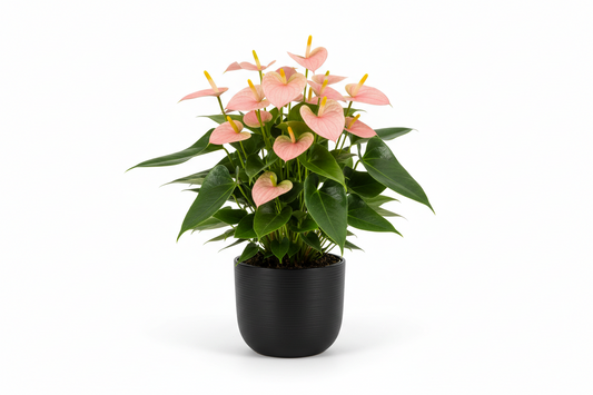 Anthurium light pink