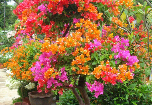 Bougainvillea