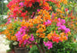 Bougainvillea