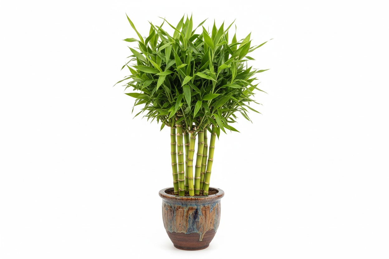 BUDDHA BELLY BAMBOO