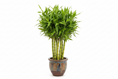 BUDDHA BELLY BAMBOO