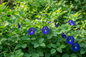 Butterfly pea Flower  (Clitoria ternatea)