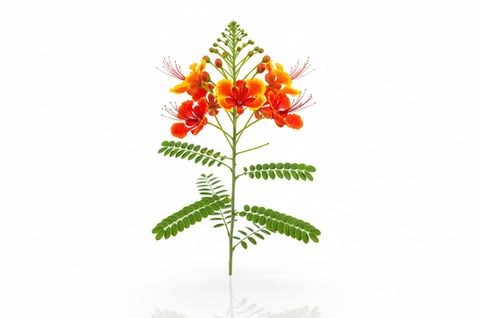 Caesalpinia pulcherrima