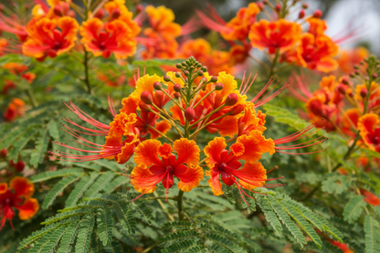 Caesalpinia pulcherrima