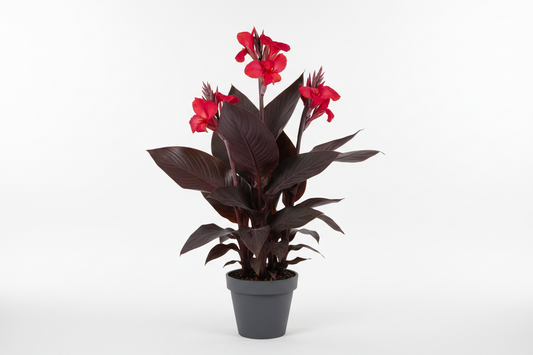CANNA INDICA PURPUREA ( canna lily indian shot)